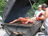 2009 pig roast 041.JPG (1532448 bytes)